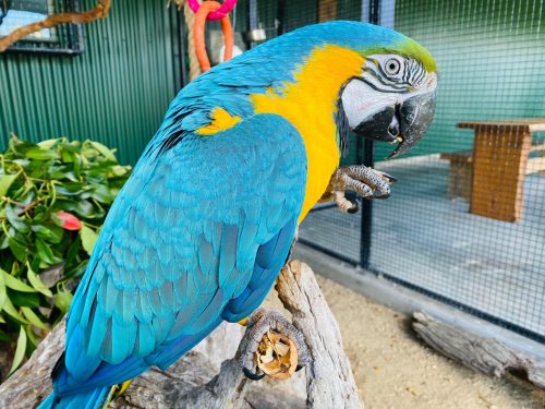 Rio the Blue and Gold Macaw